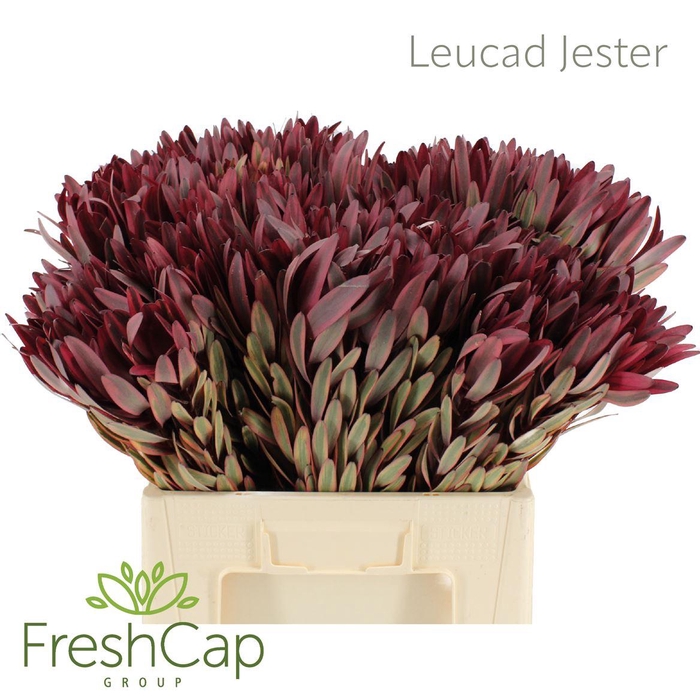 <h4>Leucad Jester</h4>