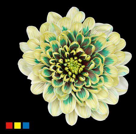 <h4>Chr T Altaj Hawai</h4>