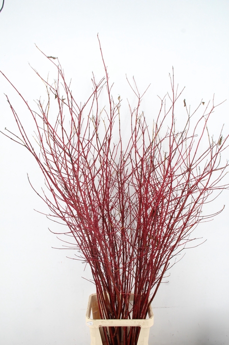 CORNUS ALBA SIBIRICA VERTAKT 180CM