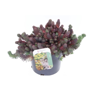 Sedum forsterianum Oracle