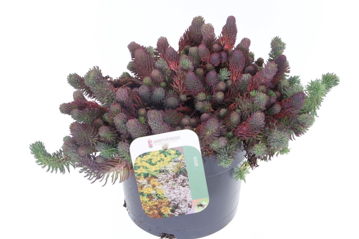 <h4>Sedum forsterianum Oracle</h4>
