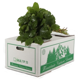 Salal Tip