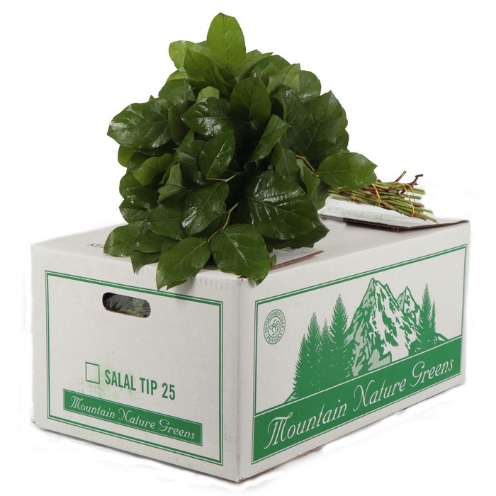 <h4>Salal Tip</h4>