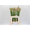 Nerine Vesta K