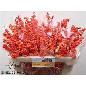 Ilex Ve Oudij Orange