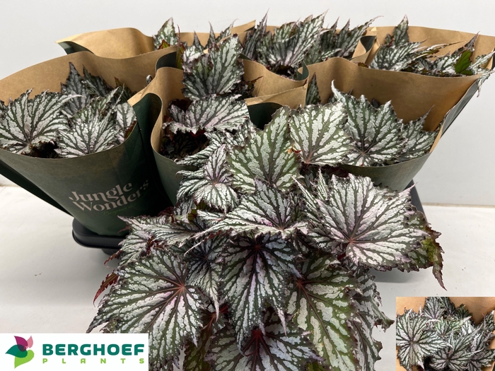 <h4>BEG BLAD OV</h4>