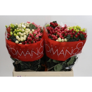 Hypericum Rainbow Romance