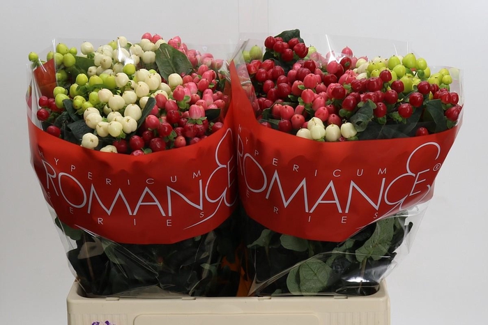 <h4>Hypericum Rainbow Romance</h4>