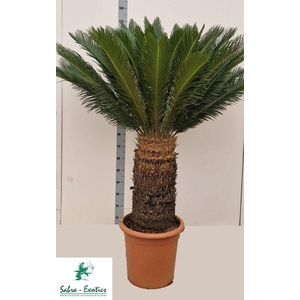 CYCAS REVOLUTA