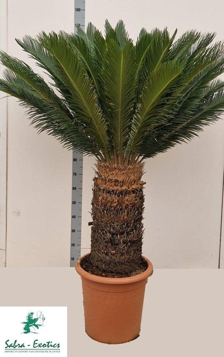 <h4>CYCAS REVOLUTA</h4>