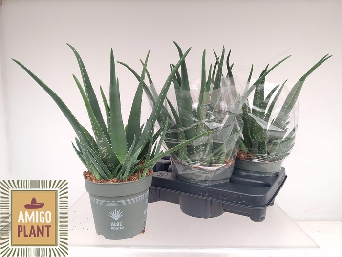 <h4>ALOE VERA</h4>