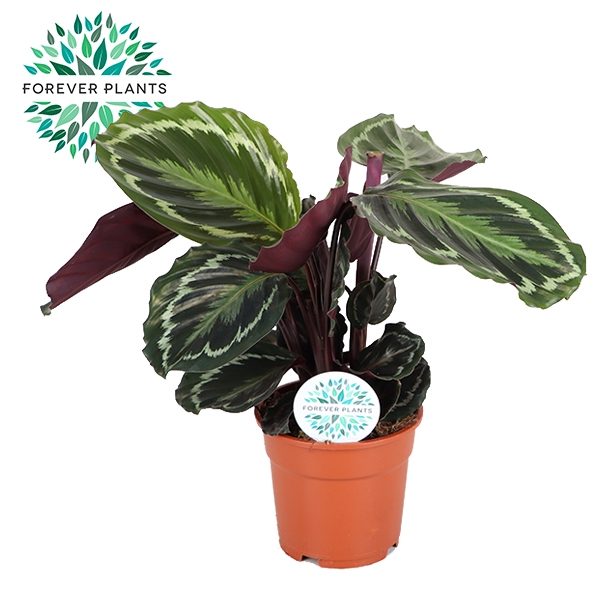 <h4>Calathea Medallion</h4>