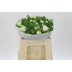 Anem Co Levante White