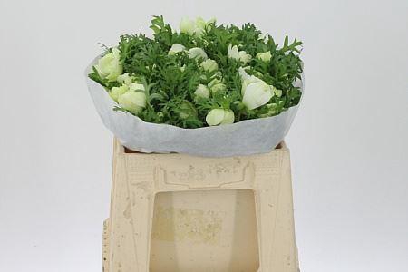 <h4>Anem Co Levante White</h4>