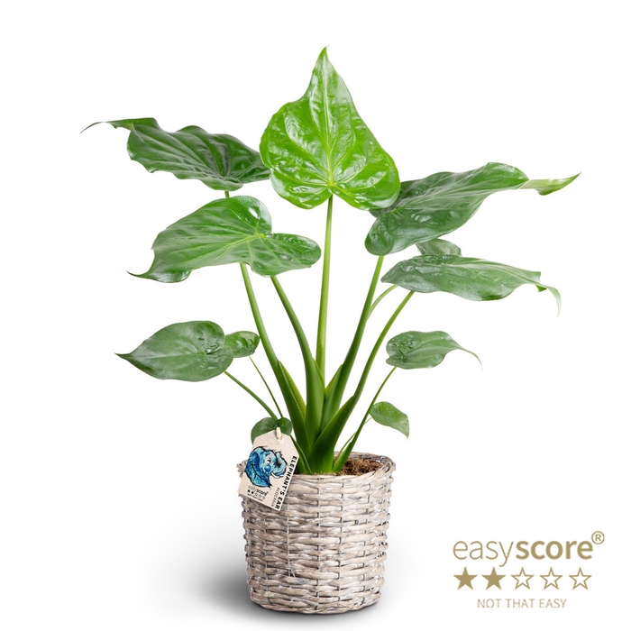 <h4>ALOCASIA CUCULLATA P20 BASKET</h4>