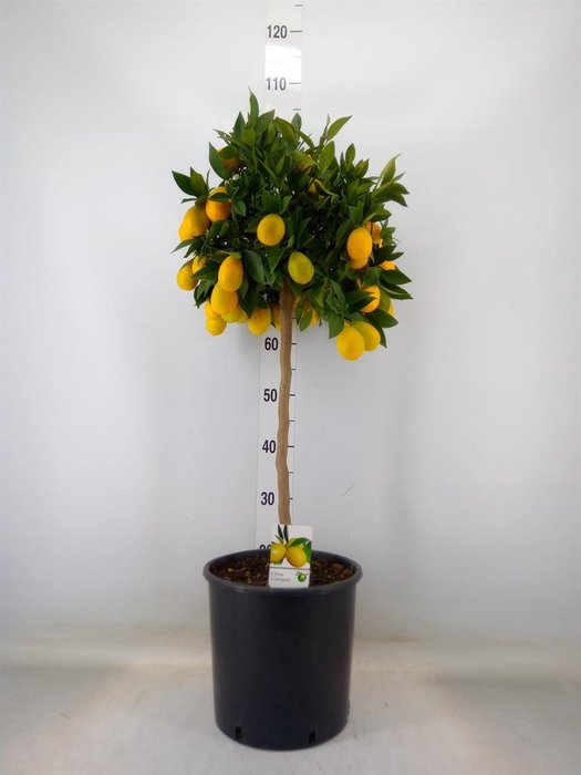 <h4>Citrus   ...</h4>