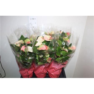 Anthu An Fantasy Lov 7+