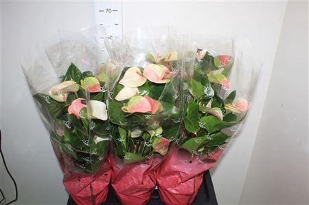 <h4>Anthu An Fantasy Lov 7+</h4>