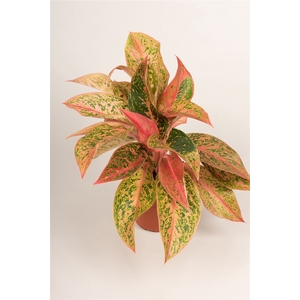 Aglaonema   ...