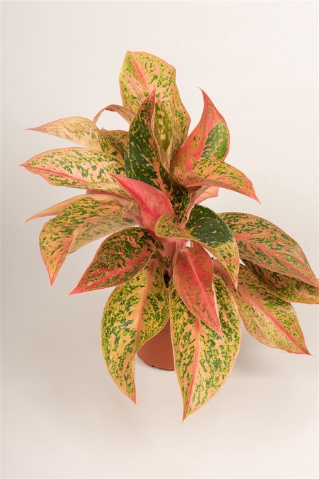 Aglaonema   ...