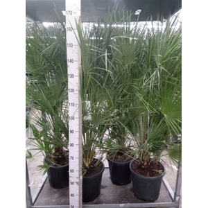 Chamaerops humilis