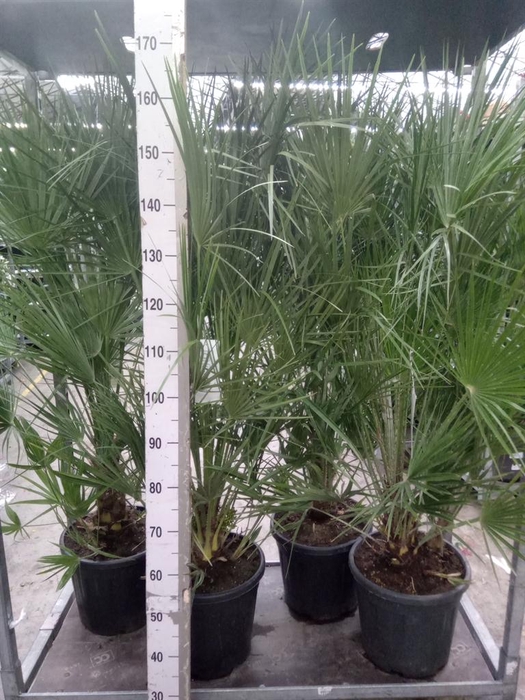<h4>Chamaerops humilis</h4>