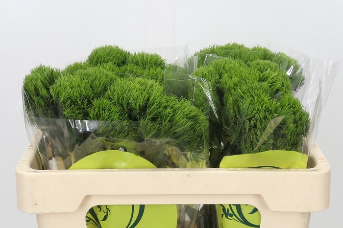<h4>Dianthus Br Kiwi Mellow</h4>