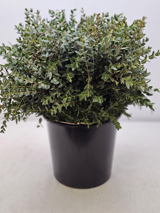 EUC PARVIFOLIA PER STEEL-IT-