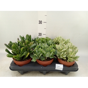 Crassula   ...mix