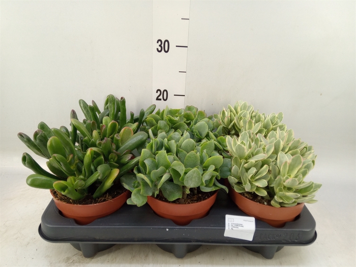 <h4>Crassula   ...mix</h4>