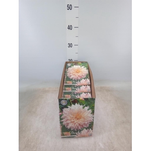 Dahlia   ...flowerbulbs