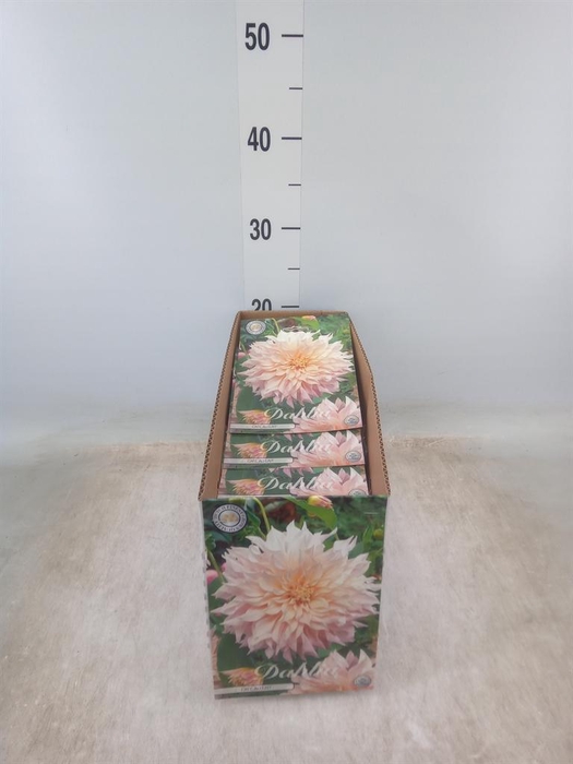 <h4>Dahlia   ...flowerbulbs</h4>