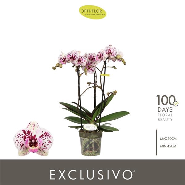 Phalaenopsis Multifloratypes overig