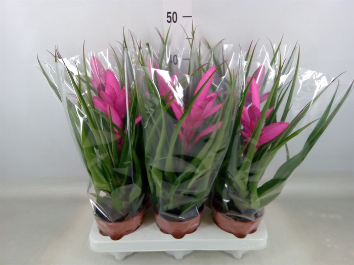 <h4>Tillandsia  'Antonio'</h4>