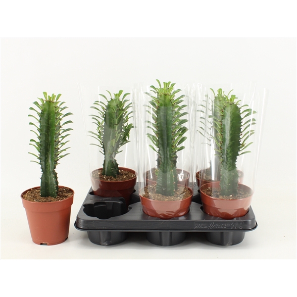 <h4>Euphorbia Trigona Giant</h4>