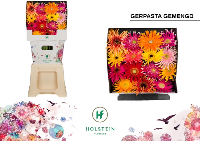 Gerbera Pasta Mix Diamond