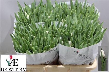 <h4>Tu En Silver Dollar</h4>