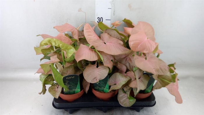 <h4>Syngonium podop.</h4>