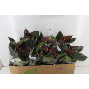 ANTHURIUM GIANT CHOCOLATE P15 CHOCOLATE