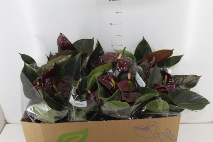 ANTHURIUM GIANT CHOCOLATE P15 CHOCOLATE