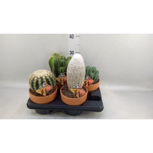 Cactus   ...
