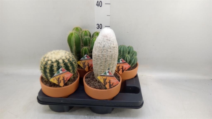 <h4>Cactus   ...</h4>