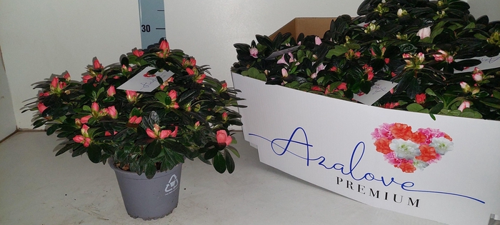 <h4>RHODO SI GEM 5 SRT</h4>