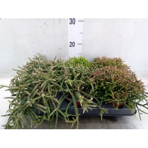 Rhipsalis   ...mix