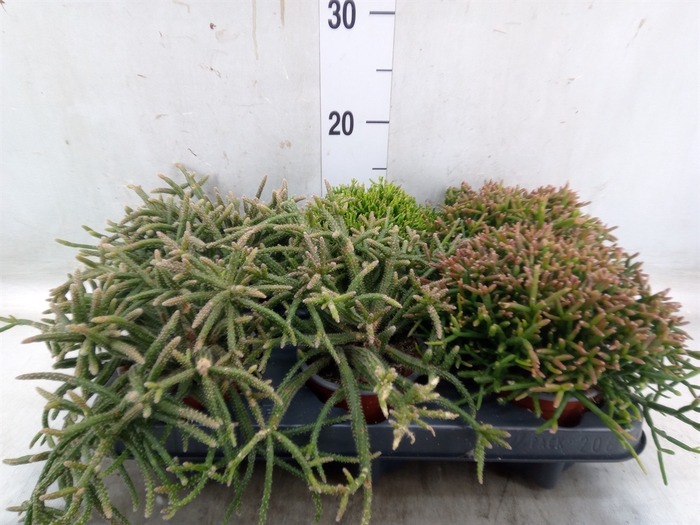 <h4>Rhipsalis   ...mix</h4>