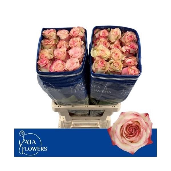 <h4>R Gr Paloma L6</h4>