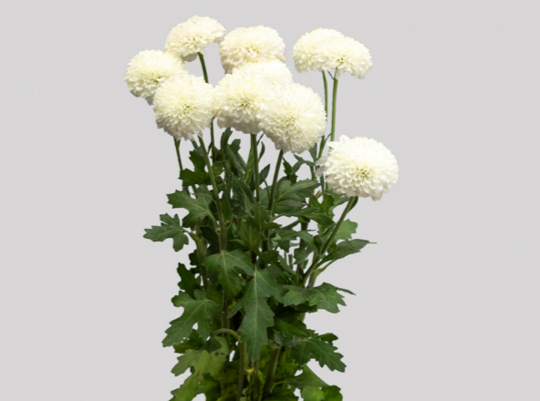 <h4>FLOR DO CAMPO FAROE 080 CM</h4>