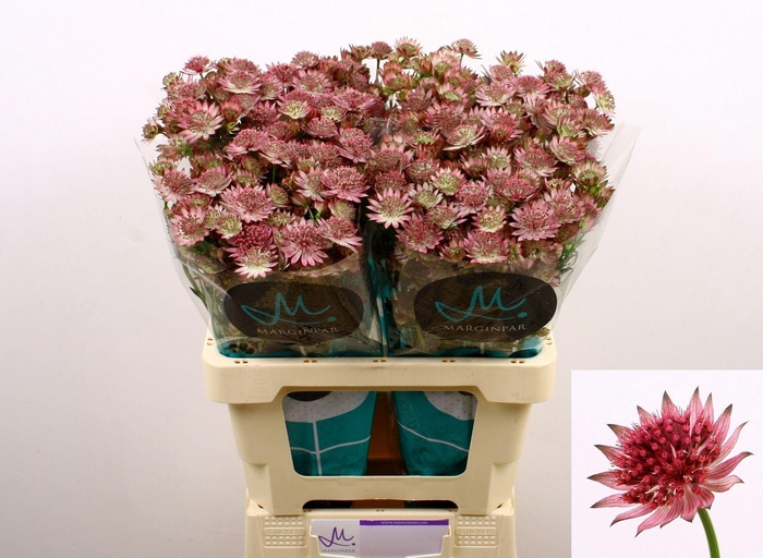 <h4>ASTRANTIA MAJOR 'ROMA'</h4>