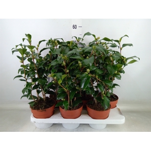 Camellia   ...mix 3