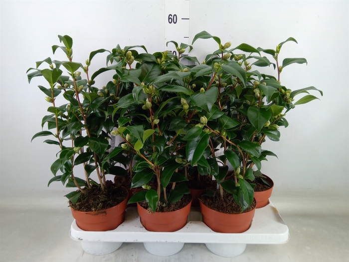 <h4>Camellia   ...mix 3</h4>